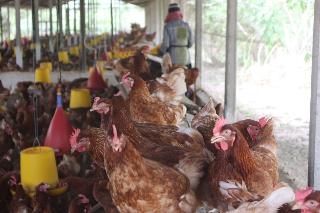 Arogya Farm – Healthy Choice